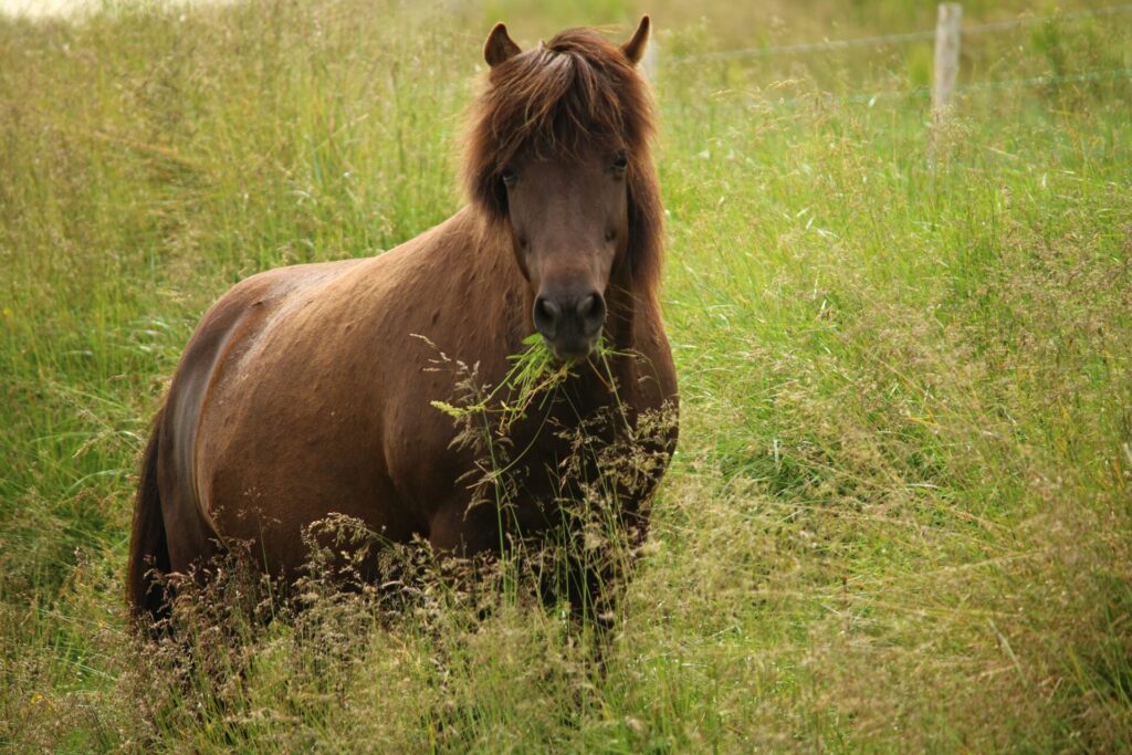 Escursione Altopiano di Giara + Barumini + Picnic